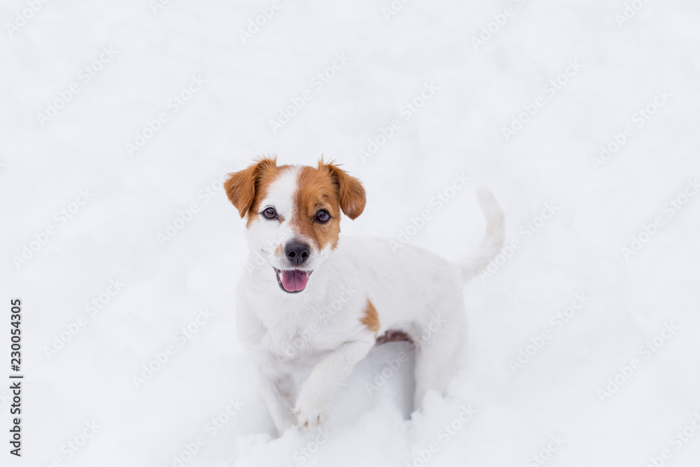 portrait of a cute small in the snow. happy dog looking at the camera. Winter concept. Pets outdoors portrait of a cute small in the snow. happy dog looking at the camera. Winter concept. Pets outdoors