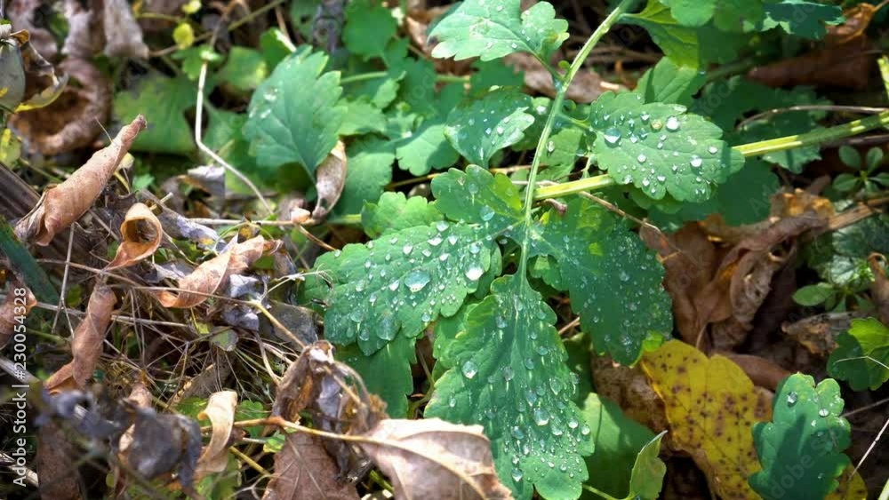 Transparent drops of morning dew lie on the green leaves in the garden against the fallen autumn leaves and are illuminated by the sun. Concept. Close up. The view from the top. 4K. 25 fps. Transparent drops of morning dew lie on the green leaves in the garden against the fallen autumn leaves and are illuminated by the sun. Concept. Close up. The view from the top. 4K. 25 fps.