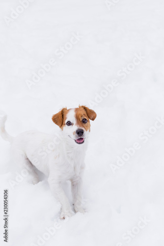 portrait of a cute small in the snow. happy dog looking at the camera. Winter concept. Pets outdoors