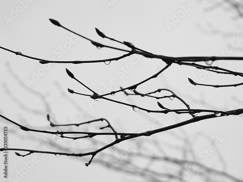 Some branches with drops in winter time