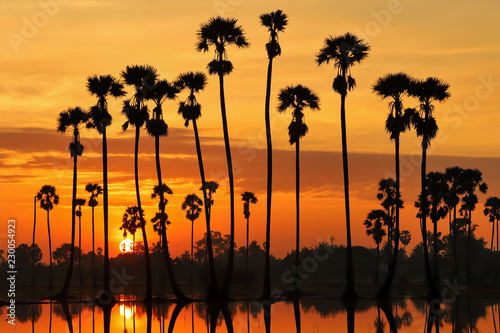 Colorful sunrise landscape with silhouettes of sugar palm trees on the rice field
