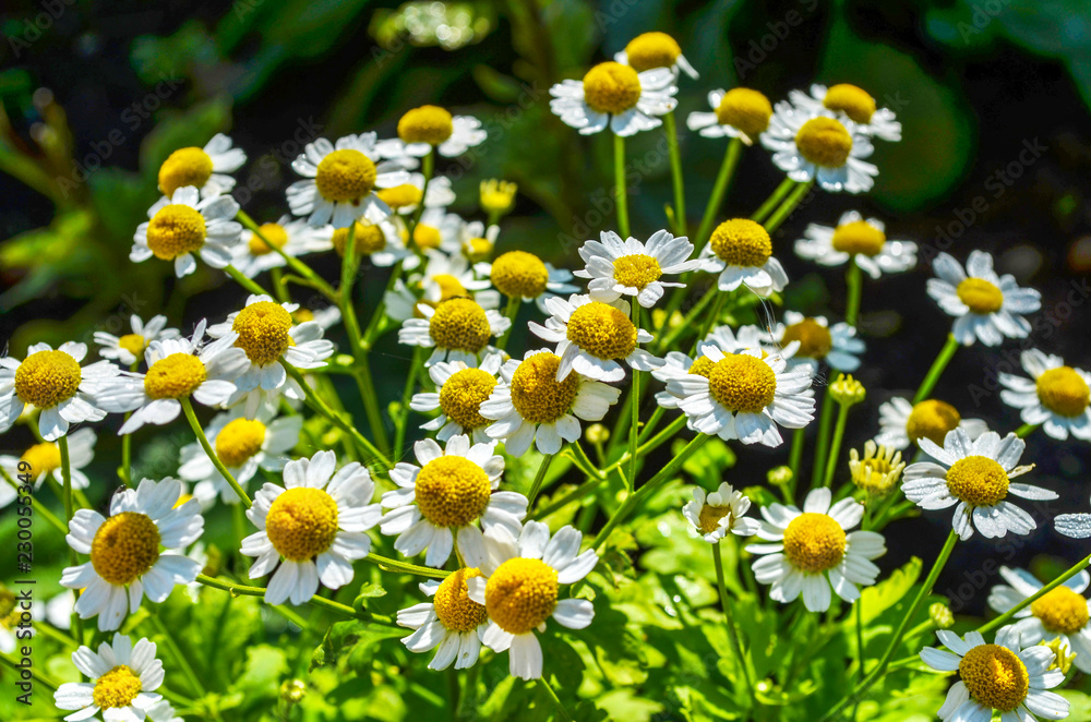Bright daisies with white petals Bright daisies with white petals