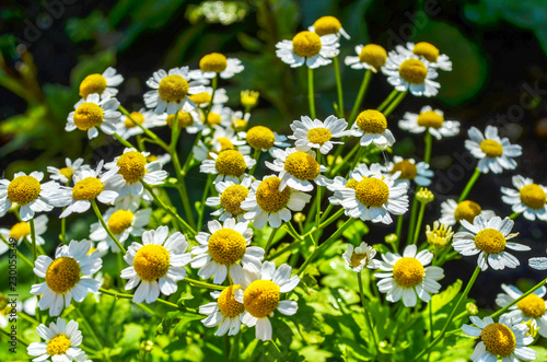 Bright daisies with white petals