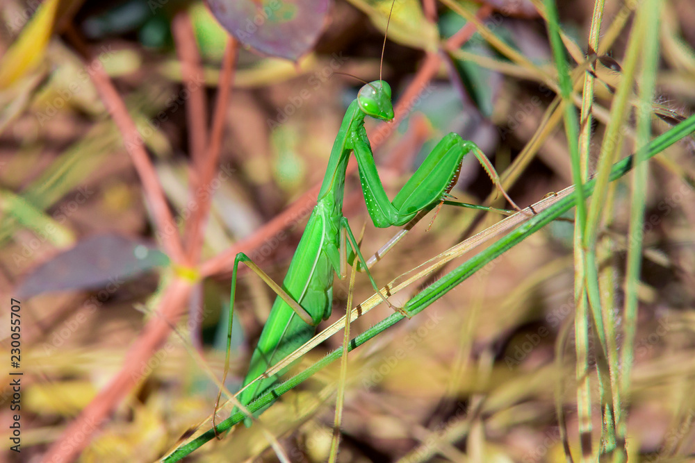 mantis mantis