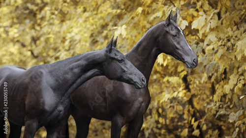 Obraz na plátně Two black horses standing on autumn background, portrait close-up