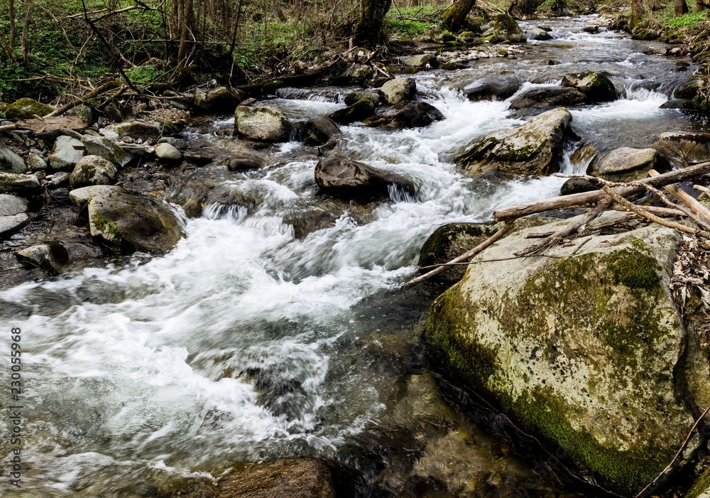 forest stream