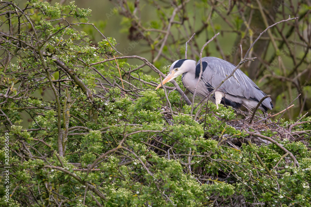 Fototapeta premium Graureiher