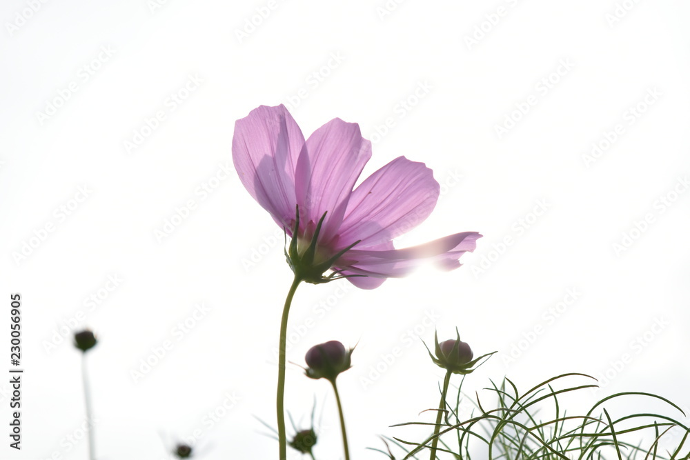 秋桜~Cosmos 秋桜~Cosmos