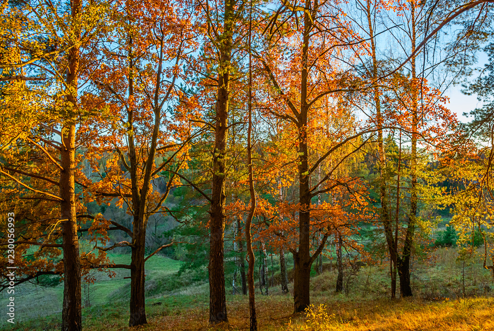 autumn in the park