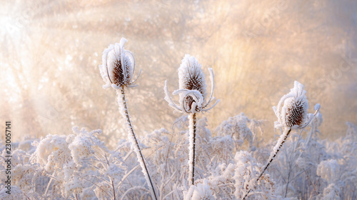 Canvas Print Dried wild teasel flower heads covered with hoarfrost