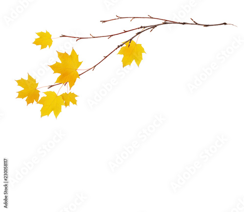 Autumn maple twigs with yellow leaves