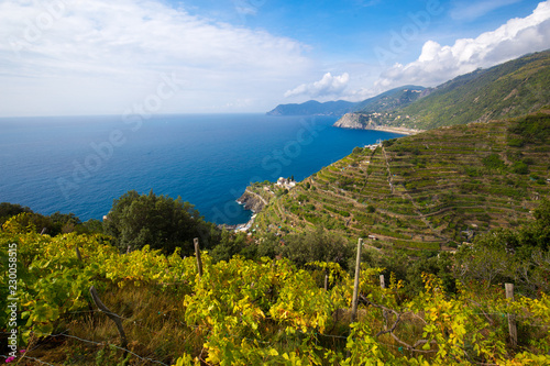 View on the sea from a vineyard on the top of a hill in the five terre, Italy