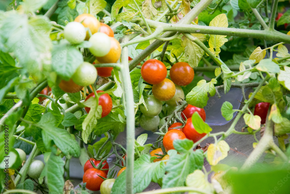 Red cherry tomatoes on a bush in a garden