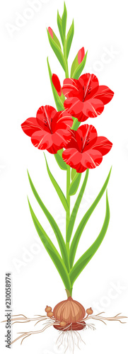 Blooming garden gladiolus with red flowers, green leaves and bulb isolated on white background