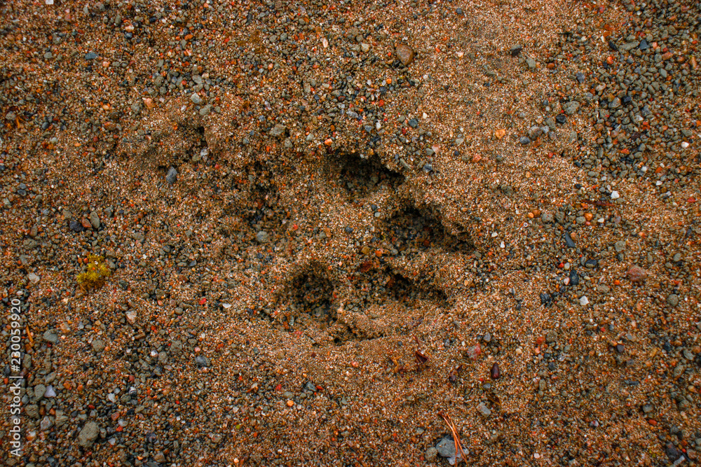 Animal trail on the orange sand Animal trail on the orange sand