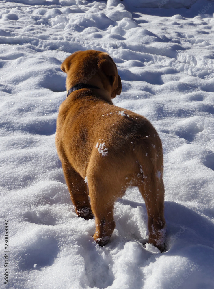 Rot brauner junger Labrador Welpe steht im Schnee Rot brauner junger Labrador Welpe steht im Schnee