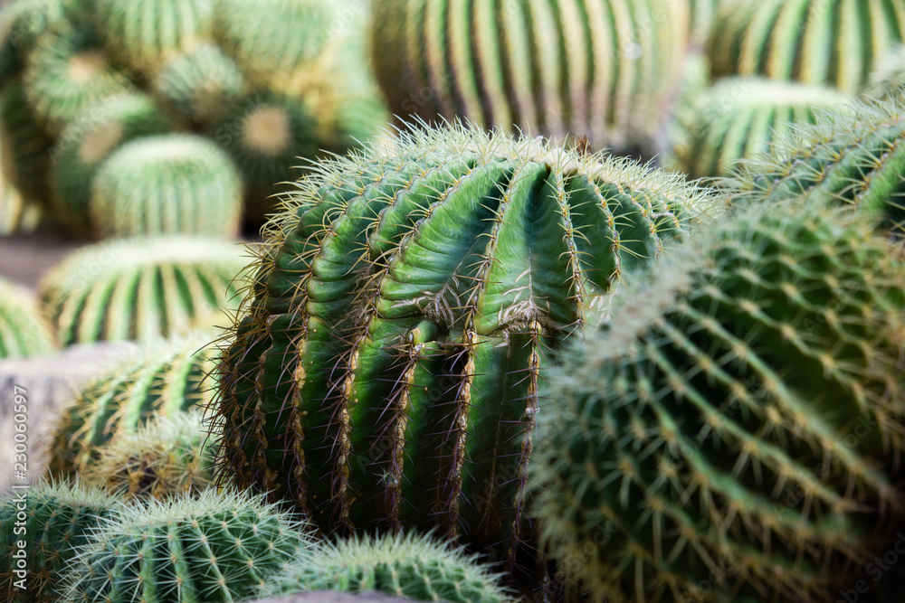 Selective focus green cactus field