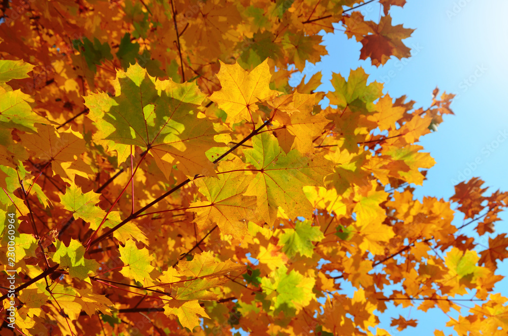 Beautiful colorful autumn maple leaves on a blue sky background.