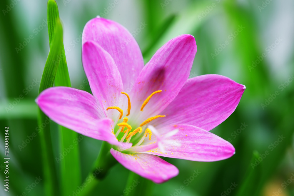 close up of beautiful pink rain lily flower close up of beautiful pink rain lily flower
