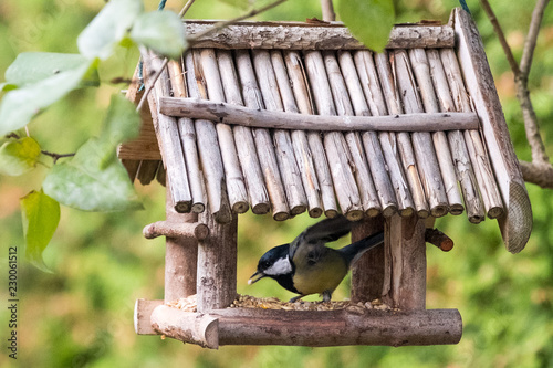 Heimische Vögel bei der Fütterung photo