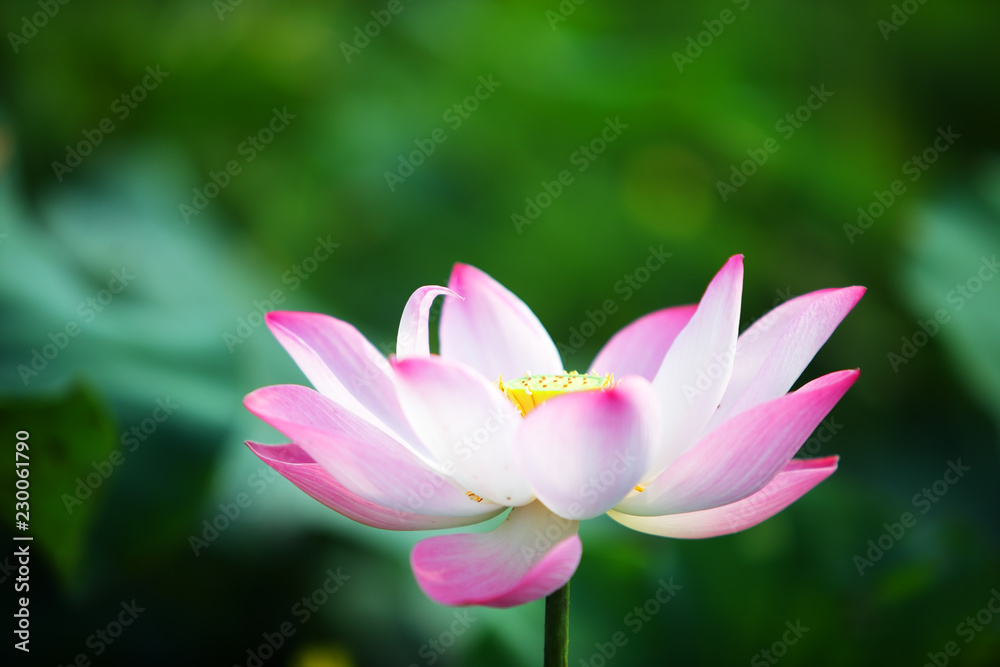 close up of blooming beautiful lotus flower background close up of blooming beautiful lotus flower background