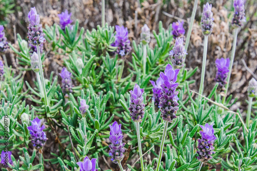 Purple lavender green bush during day