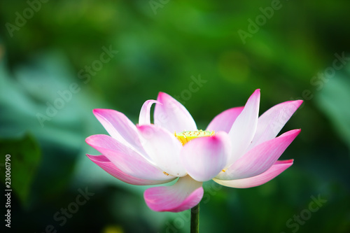 close up of blooming beautiful lotus flower background