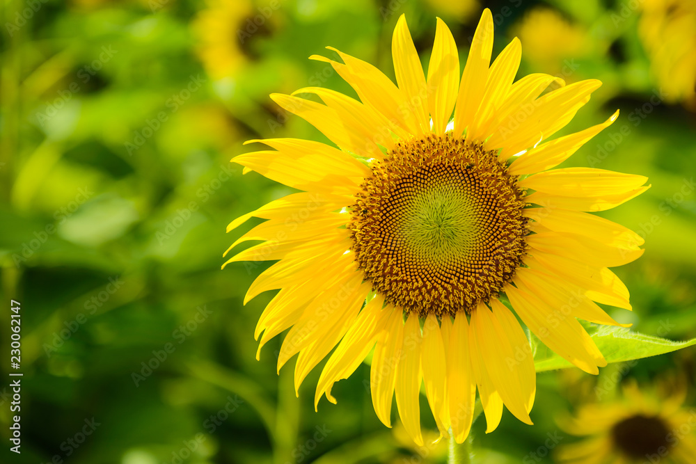 beautiful sun flower in the field of blooming sunflower