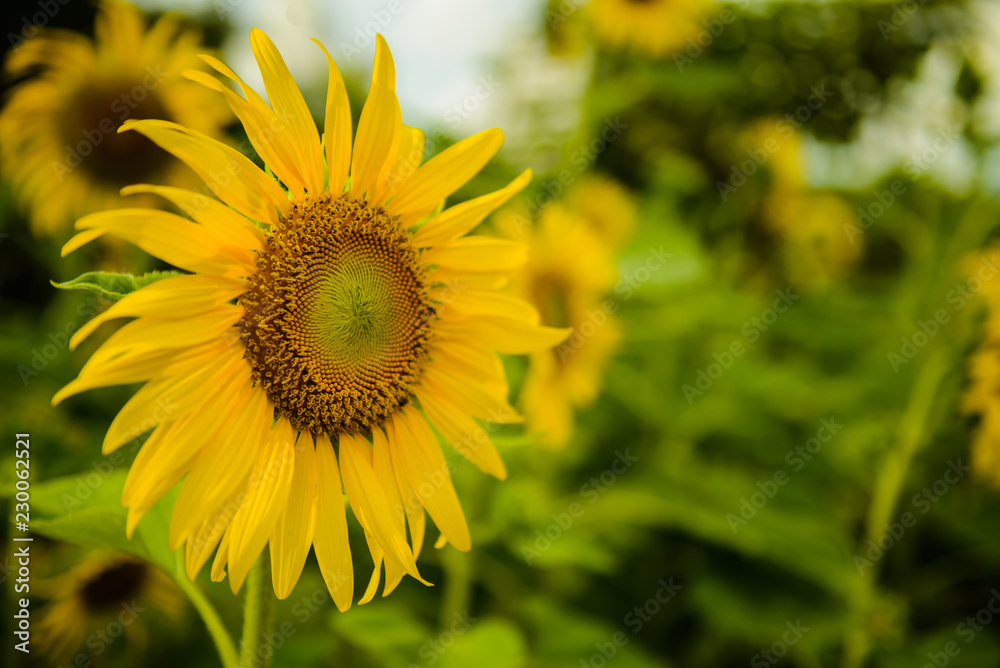 Sunflower on the field of blooming sunflower Sunflower on the field of blooming sunflower