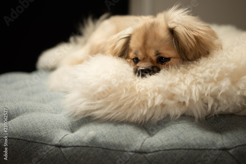Fotografija adorable tibetan spaniel puppy resting in living room