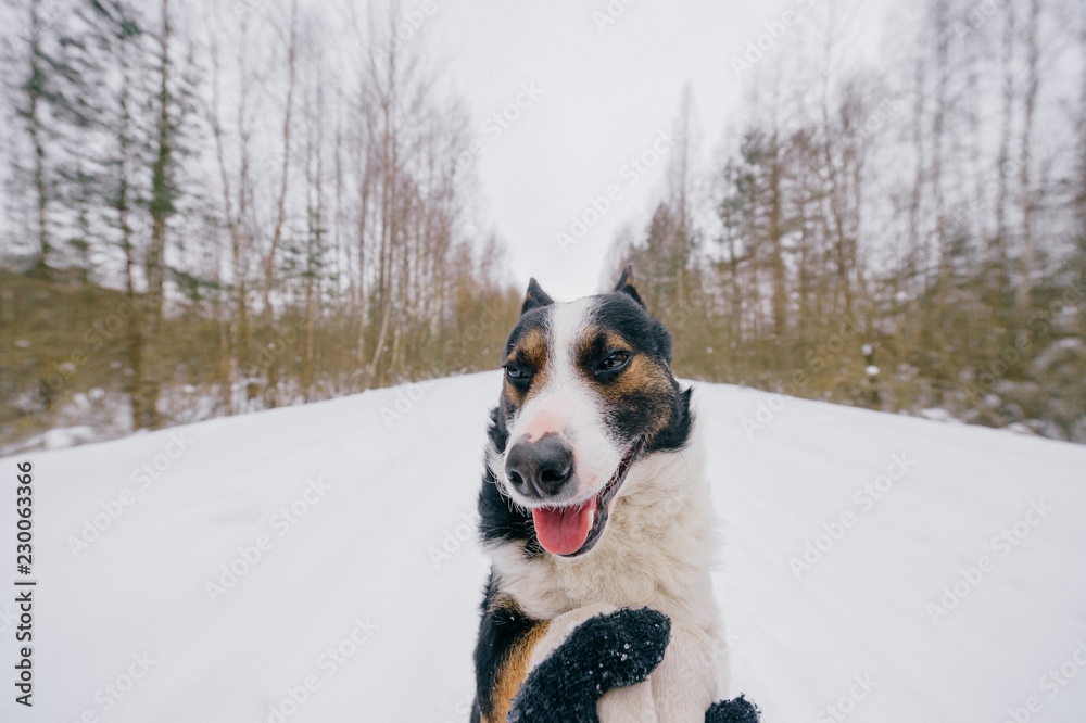 Dog - human`s true friend. Owner holding paws of his adorable puppy with funny muzzle and kind eyes. Beautiful lovely happy breeding dog wide angle winter outdoor portrait. Domestic smiling pet. Dog - human`s true friend. Owner holding paws of his adorable puppy with funny muzzle and kind eyes. Beautiful lovely happy breeding dog wide angle winter outdoor portrait. Domestic smiling pet.
