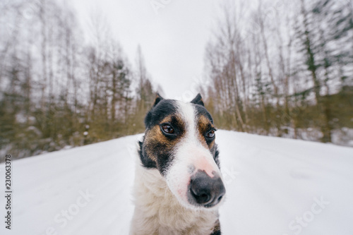Fototapeta Naklejka Na Ścianę i Meble -  Dog - human`s true friend. Owner holding paws of his adorable puppy with funny muzzle and kind eyes. Beautiful lovely happy breeding dog wide angle winter outdoor portrait. Domestic smiling pet.