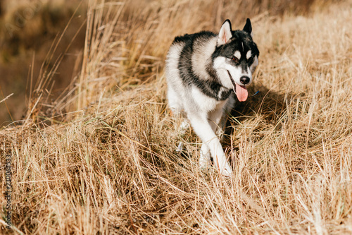 Closeup portrait of lovely fluffy mammal grey husky puppy with brown eyes. Beautiful adorable furry little dog at nature in autumn. Cute breeding pet have fun outdoor. Lonely wolfish carnivore animal.