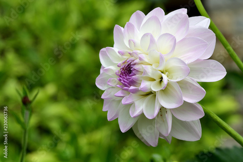 Close up of a pink and white dahlia flower photo