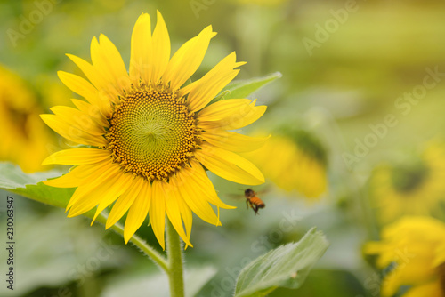 an insect flying over the field of blooming sunflower