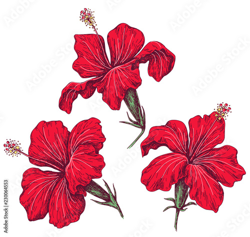 Red Hibiscus Flowers Set Sketch