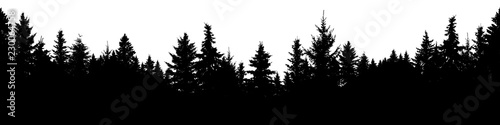 Seamless silhouette of coniferous forest, vector. Evergreen Christmas Tree, spruce, fir. Isolated vector on white background