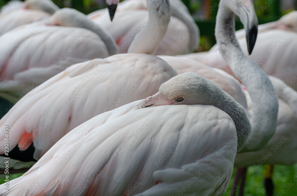 Fototapeta premium Detail of flamingo's face with background. A flock of flamingos on a background.