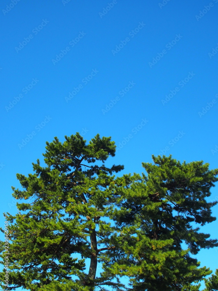 クロマツと青空 クロマツと青空