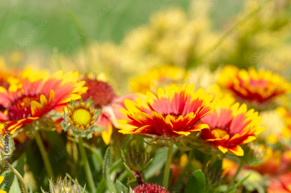 Close up of gazania flower or african daisy in a park Close up of gazania flower or african daisy in a park