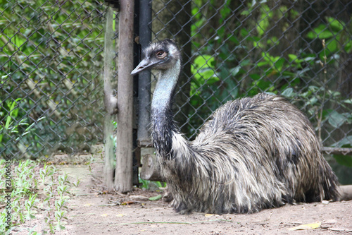 The emu (Dromaius novaehollandiae) is the second-largest living bird by height, after its ratite relative, the ostrich. photo