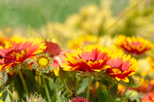 Close up of gazania flower or african daisy in a park