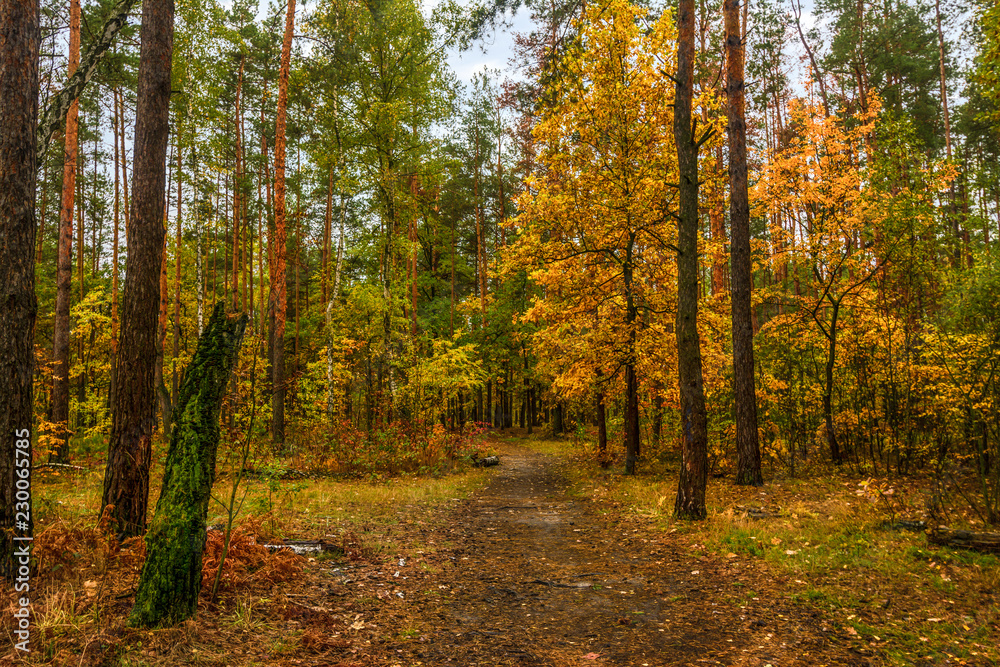 walk in the autumn. walk in the woods. autumn colors. autumn leaves. melancholy.