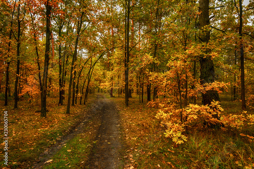 Fototapeta Naklejka Na Ścianę i Meble -  walk in the autumn. walk in the woods. autumn colors. autumn leaves. melancholy.