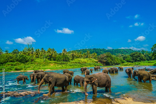 野生の象のイメージ（スリランカ・ピンナワラ） photo