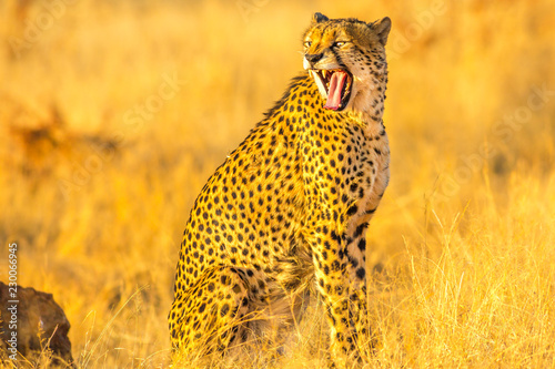 African cheetah very angry shows teeth in savannah dry season. Acinonyx jubatus, family of felids, Madikwe, South Africa.