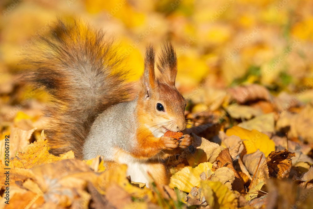 Squirrel in the autumn park Squirrel in the autumn park