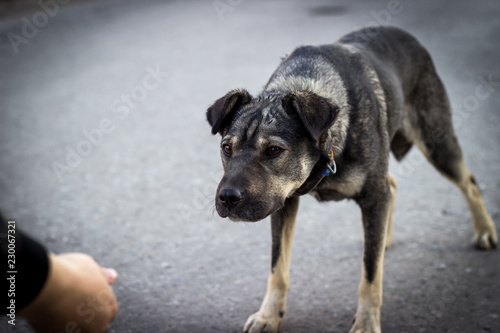 scared stray dog