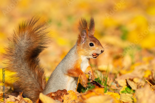 Squirrel in the autumn park