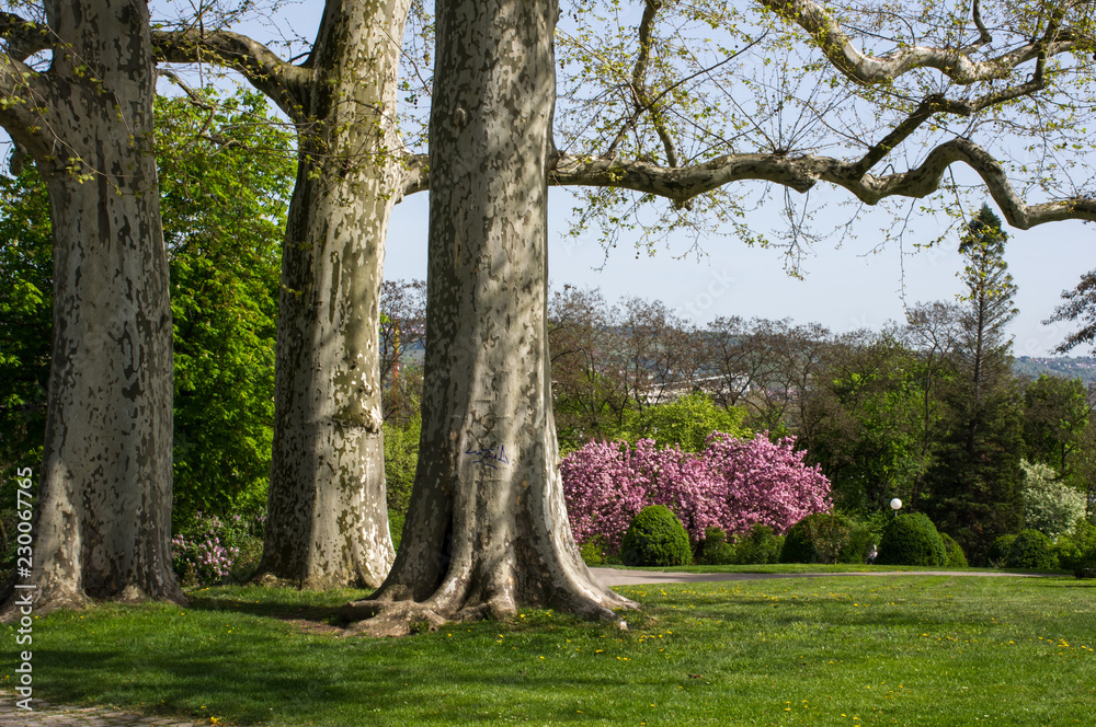 Obraz premium Bäume im Park